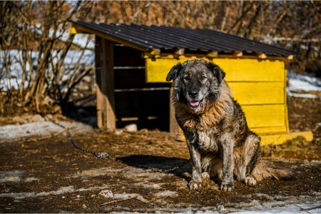 honden rassen groot honden rassen groot