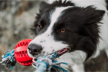 honden speelgoed wibra