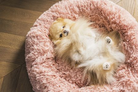 hondendonut 100 cm hondendonut 100 cm