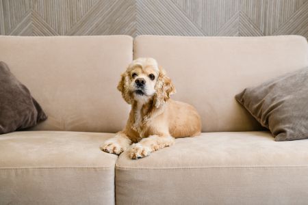 hondenhaar verwijderen hondenhaar verwijderen