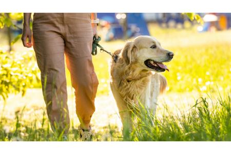 lidl riem hond lidl riem hond