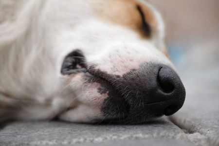 neus hond droog neus hond droog