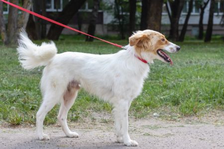 riem hond Pets Place