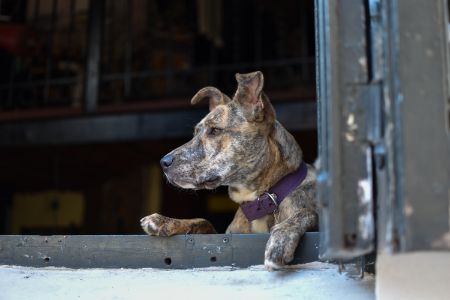 symptomen verlatingsangst hond symptomen verlatingsangst hond