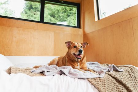 vakantie texel met hond vakantie texel met hond