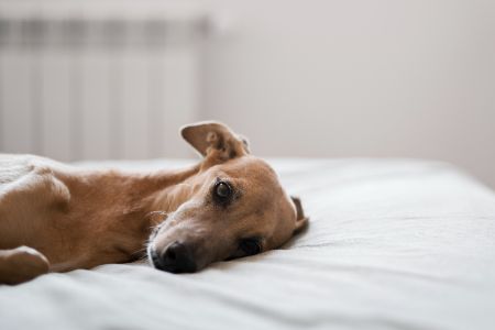 verlatingsangst hond symptomen verlatingsangst hond symptomen