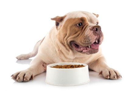 american-bully-white-isolated