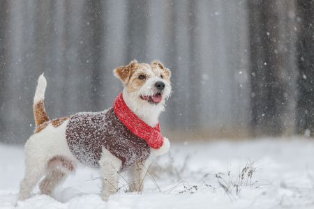 honden in winter