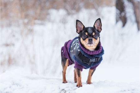 winter hond winter hond