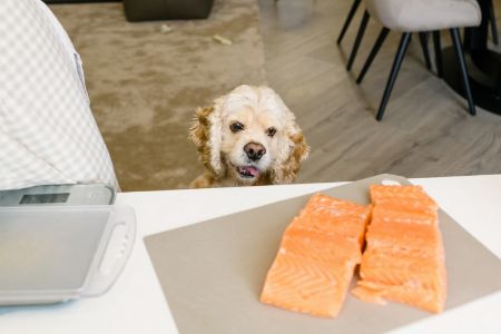 mag een hond zalm