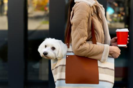 mag mijn hond de mediamarkt in