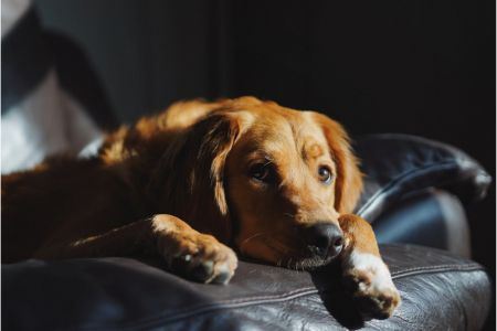 mogen honden ontbijtkoek