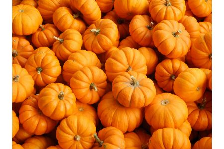 mogen honden pompoen