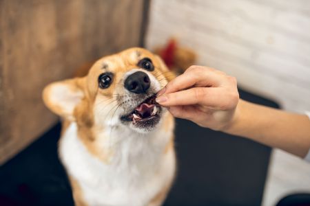 mogen honden varkensvlees
