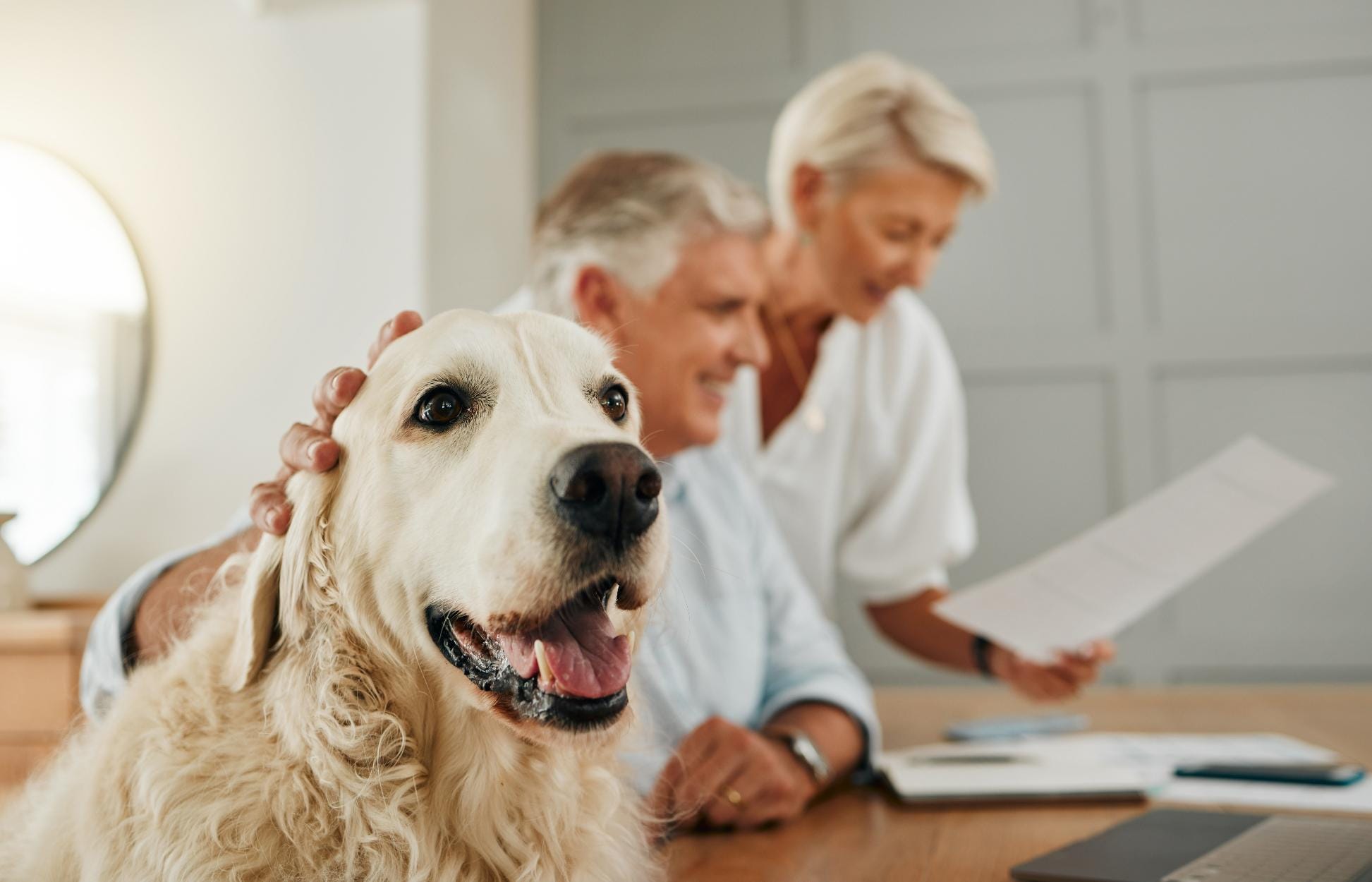 senior-elderly-couple-dog-pet-people-home-looking-contracts-documents-happiness-man-woman-animal-retirement-looking-life-insurance-policy-paperwork-document (1)